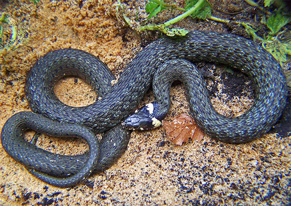 užovka obojková Natrix natrix