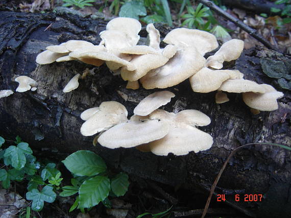 hliva buková Pleurotus pulmonarius (Fr.) Quél.