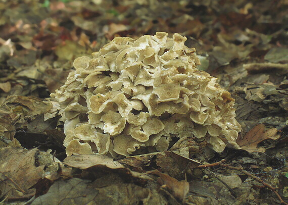 trúdnik klobúčkatý Polyporus umbellatus (Pers.) Fr.