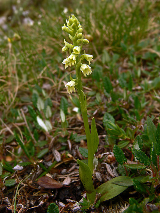 beloprst belavý Pseudorchis albida (L.) Á. Löve et D. Löve