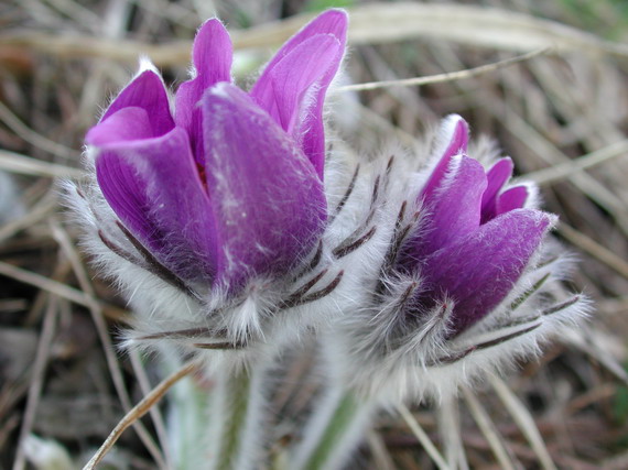 poniklec veľkokvetý Pulsatilla grandis Wender.