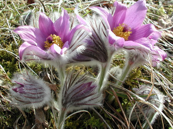 poniklec veľkokvetý Pulsatilla grandis Wender.