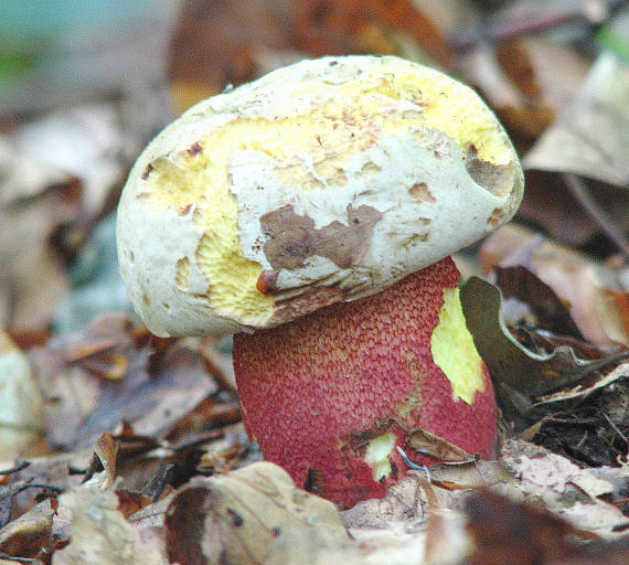 hríb purpurový Rubroboletus rhodoxanthus Kuan Zhao &amp; Zhu L. Yang