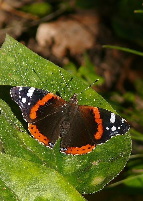 babôčka admirálska Vanessa atalanta