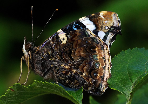 babôčka admirálska Vanessa atalanta