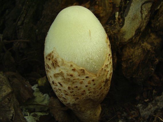 pošvovec stromový Volvariella bombycina (Schaeff.) Singer