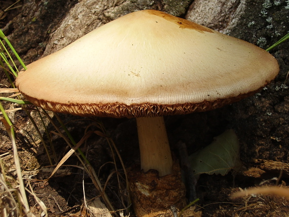 pošvovec stromový Volvariella bombycina (Schaeff.) Singer