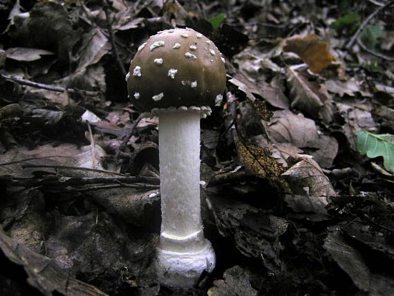 muchotrávka hrubá Amanita excelsa (Fr.) Bertill.