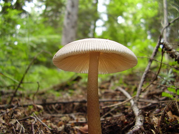 muchotrávka pošvatá popolavá Amanita vaginata var. cinerea