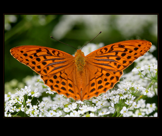 perlovec striebristopásavý  - samček Argynnis paphia