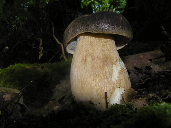 hríb bronzový Boletus aereus Bull. ex Fr.