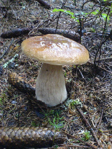 hríb smrekový Boletus edulis Bull.