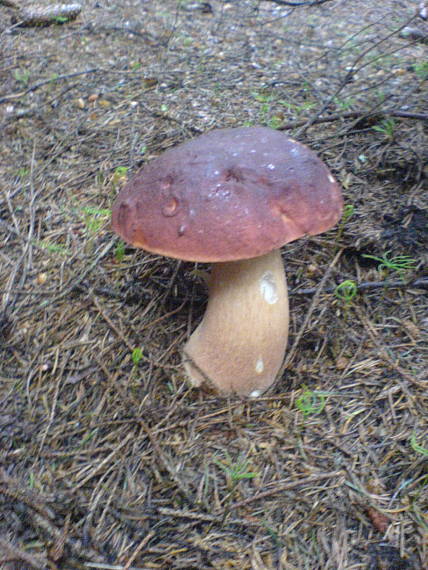 hríb sosnový Boletus pinophilus Pil. et Dermek in Pil.