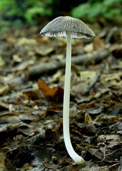 hnojník Coprinus sp.