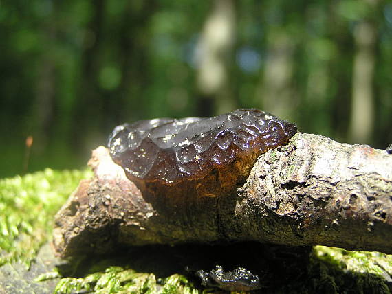 tmavorôsolovec Exidia sp.