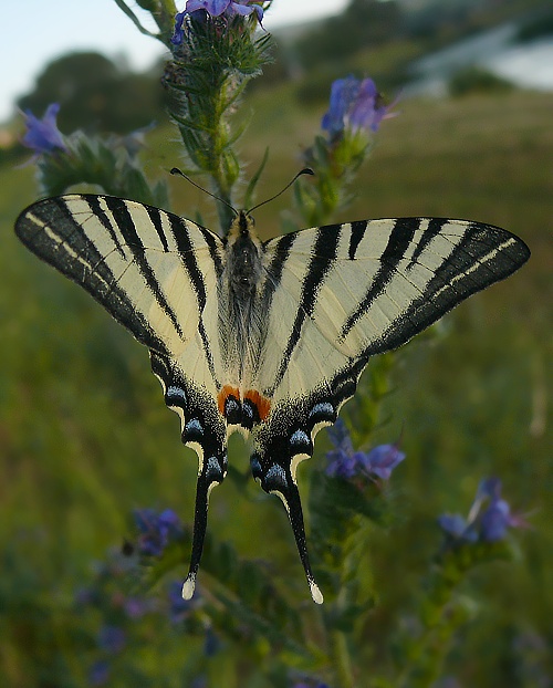 vidlochvost ovocný Iphiclides podalirius