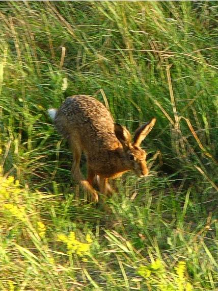 prískokom vpred Lepus europaeus