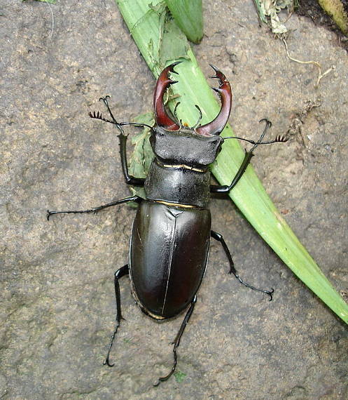 roháč Veľký Lucanus cervus