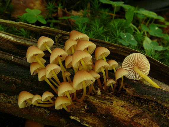 prilbička žltohlúbiková Mycena renati Quél.