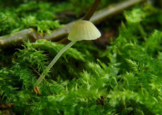 prilbička Mycena sp.