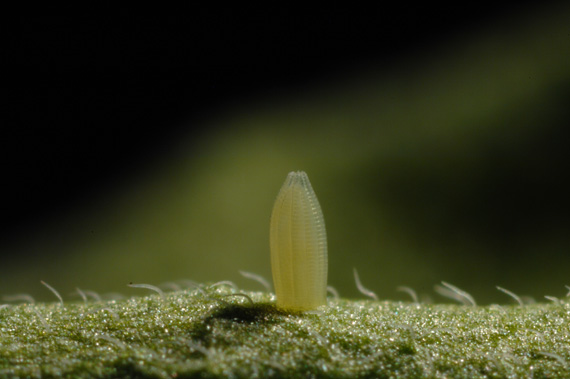 mlynárik kapustový Pieris brassicae