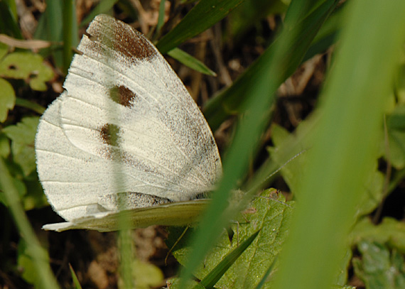 mlynárik repový Pieris rapae