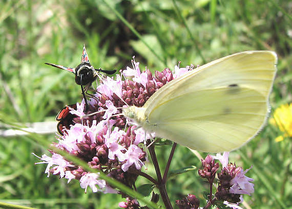 mlynárik repový Pieris rapae