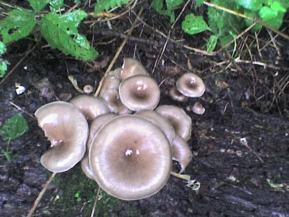 hliva lievikovitá Pleurotus cornucopiae (Paulet) Rolland