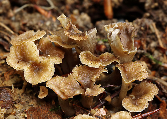 palievik kučeravý Pseudocraterellus undulatus (Pers.) Rauschert