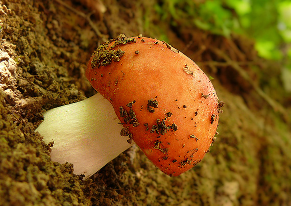 plávka jahodovočervená Russula paludosa Britzelm.