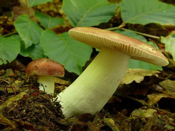 plávka Russula sp.