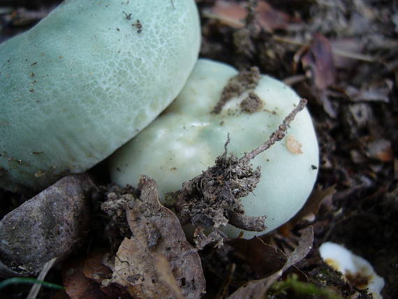 plávka zelenkastá Russula virescens (Schaeff.) Fr.