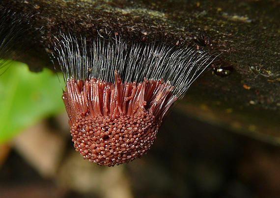 pazderka Stemonitis sp.