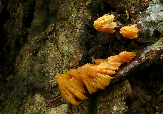 pazderka Stemonitis sp.