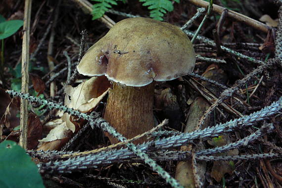 podhríb žlčový Tylopilus felleus (Bull.) P. Karst.