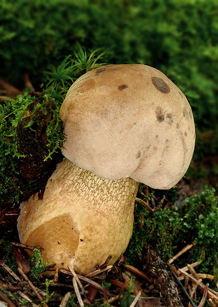 podhríb žlčový Tylopilus felleus (Bull.) P. Karst.