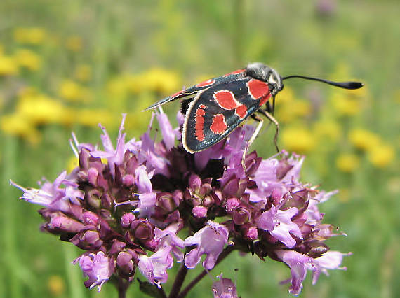 vretienka vičencová Zygaena carniolica