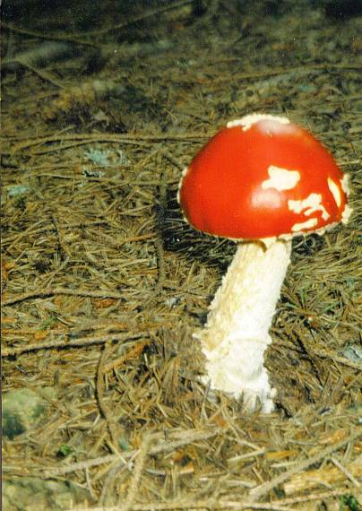 ako z rozprávky Amanita muscaria (L.) Lam.