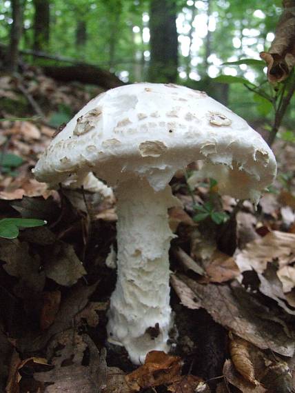 muchotrávka šiškovitá Amanita strobiliformis Gonn. & Rabenh.