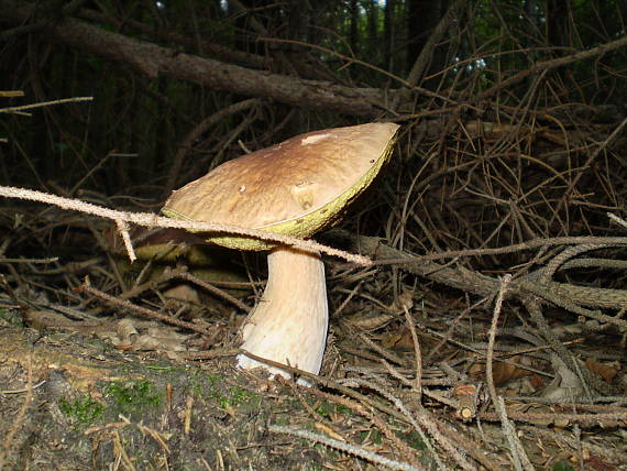 hřib smrkový , Hríb smrekový Boletus edulis Bull.