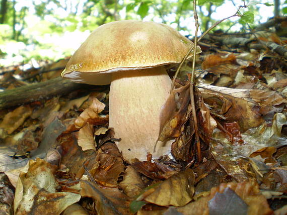 hřib dubový , Hríb dubový Boletus reticulatus Schaeff.