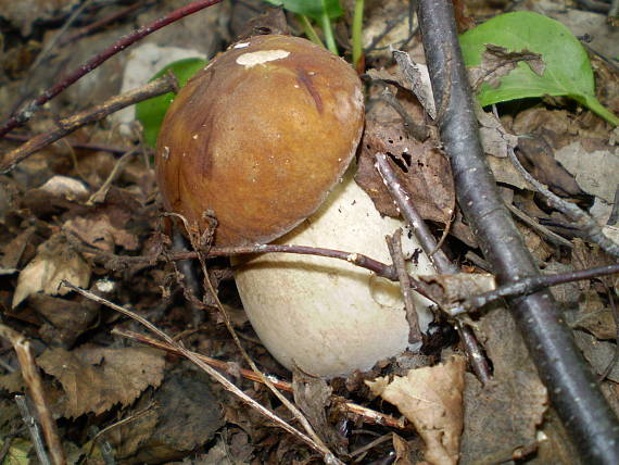 hřib dubový , Hríb dubový Boletus reticulatus Schaeff.