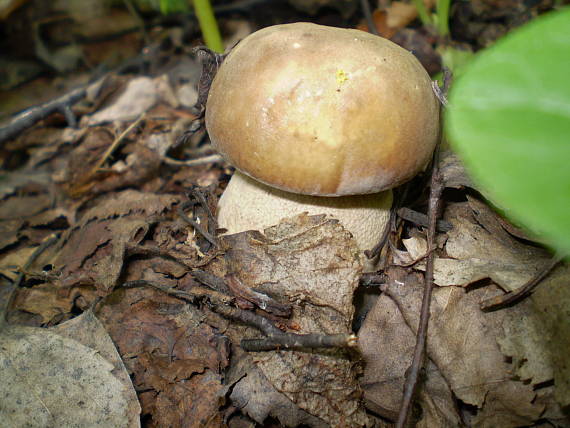 hřib dubový , Hríb dubový Boletus reticulatus Schaeff.