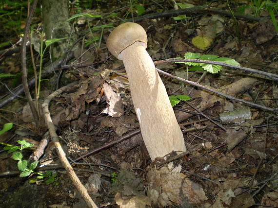 hřib dubový , Hríb dubový Boletus reticulatus Schaeff.