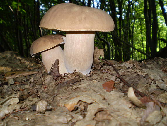 hřib dubový , Hríb dubový Boletus reticulatus Schaeff.