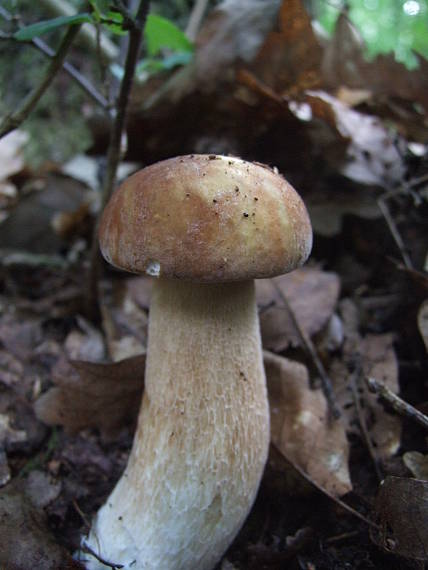 hríb dubový Boletus reticulatus Schaeff.