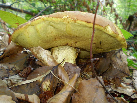 hřib přívěskatý , Hríb príveskatý Butyriboletus appendiculatus (Schaeff. ex Fr.) Secr.