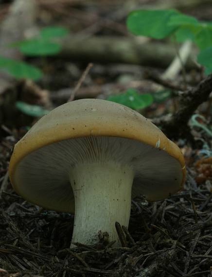 čírovnica májová Calocybe gambosa (Fr.) Donk