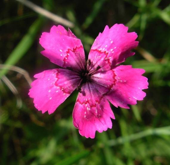 klinček slzičky Dianthus deltoides L.