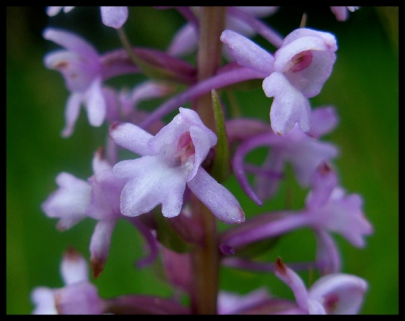 päťprstnica obyčajná Gymnadenia conopsea (L.) R. Br.